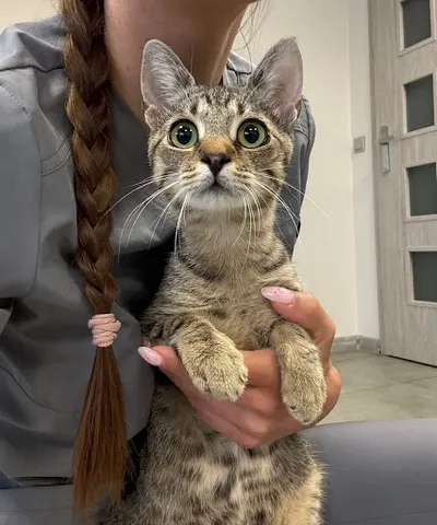 Przychodnia Weterynaryjna Faunika